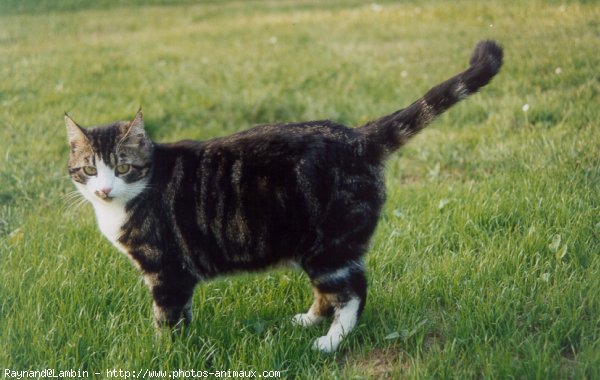 Photo de Chat domestique