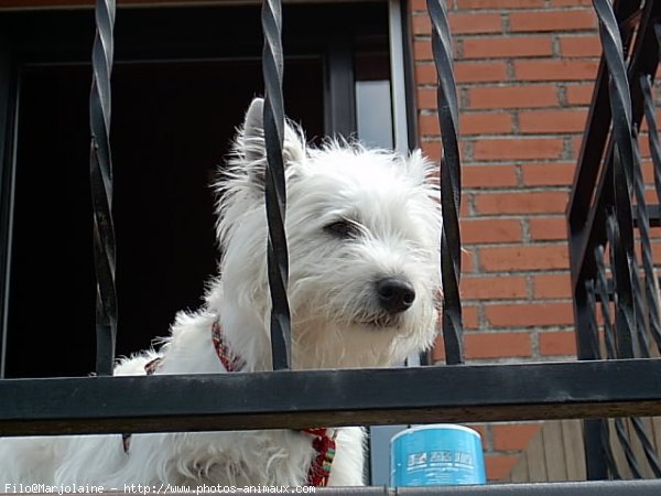 Photo de West highland white terrier