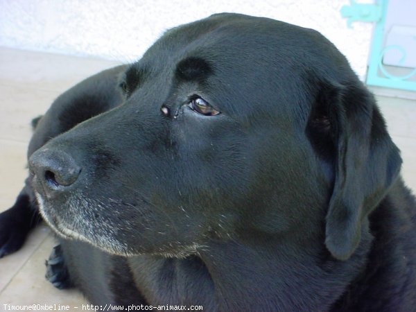 Photo de Labrador retriever