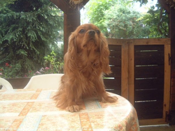 Photo de Cavalier king charles spaniel