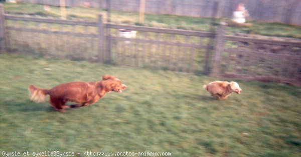 Photo de Races diffrentes