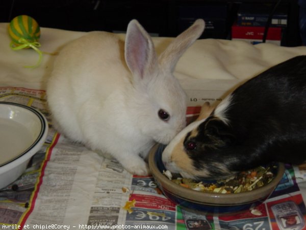 Photo de Races diffrentes