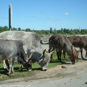 Photo de Races diffrentes