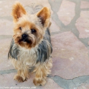 Photo de Yorkshire terrier