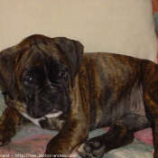 Photo de Boxer