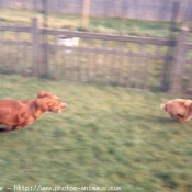 Photo de Races diffrentes