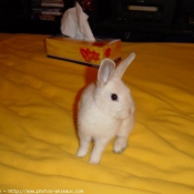 Photo de Lapin