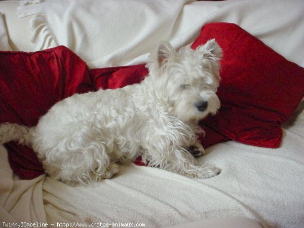 Photo de West highland white terrier