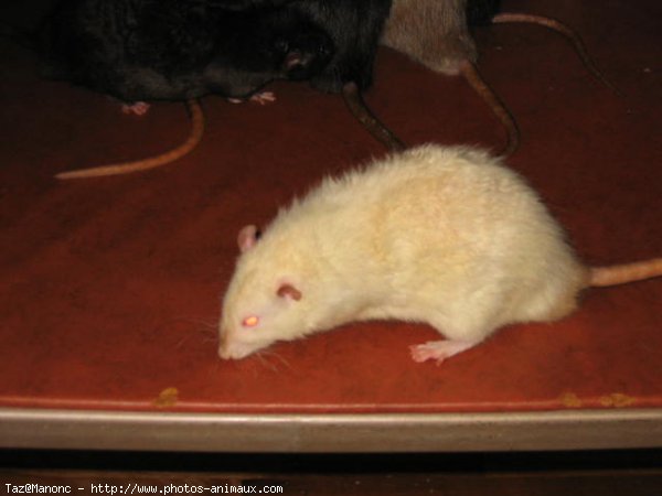 Photo de Rat