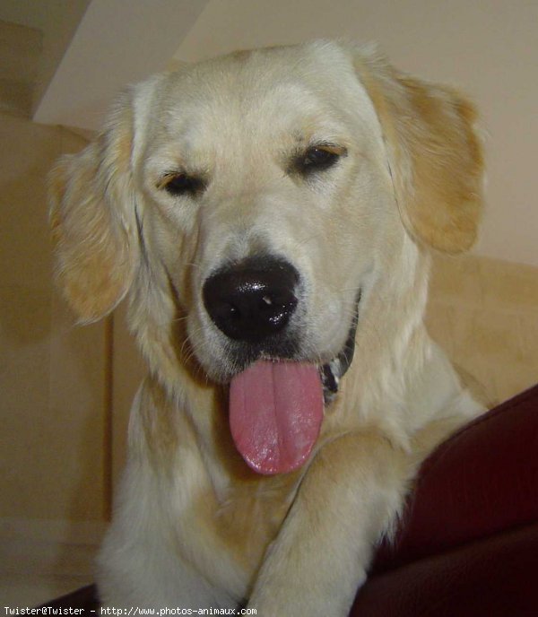 Photo de Golden retriever