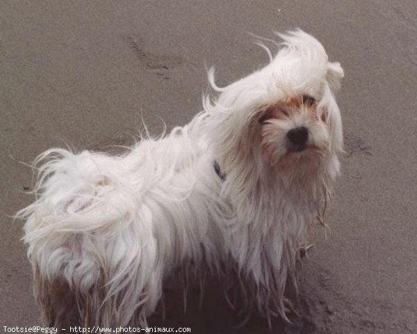 Photo de Bichon maltais