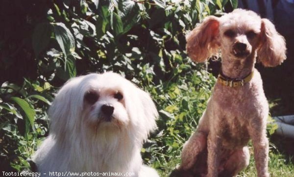 Photo de Bichon maltais