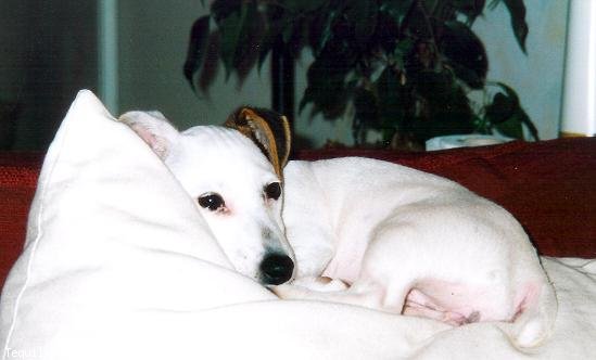 Photo de Jack russell terrier