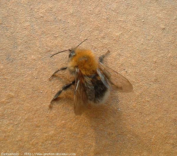 Photo d'Abeille