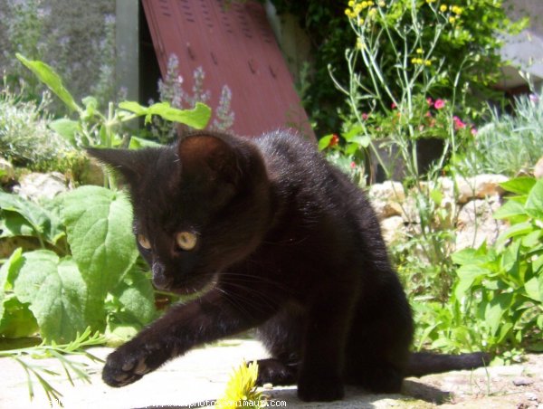 Photo de Chat domestique