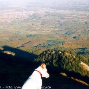 Photo de Jack russell terrier