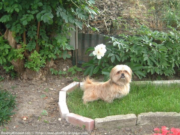 Photo de Shih tzu