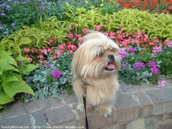 Photo de Shih tzu