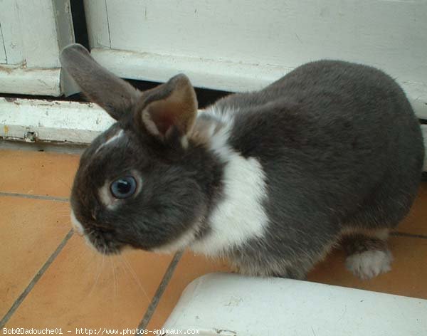 Photo de Lapin