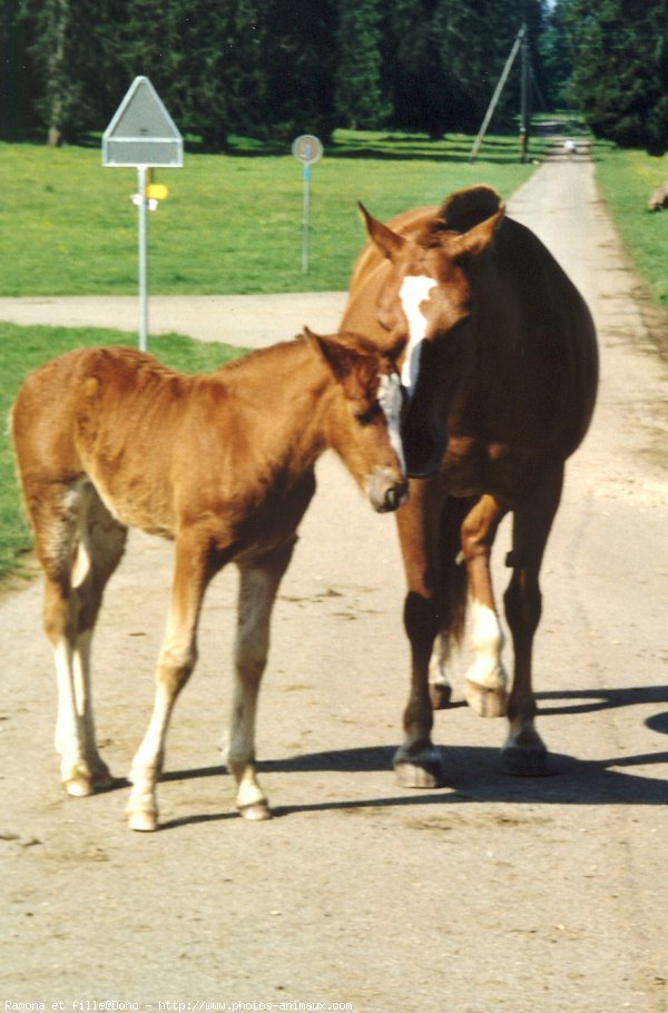 Photo de Races diffrentes