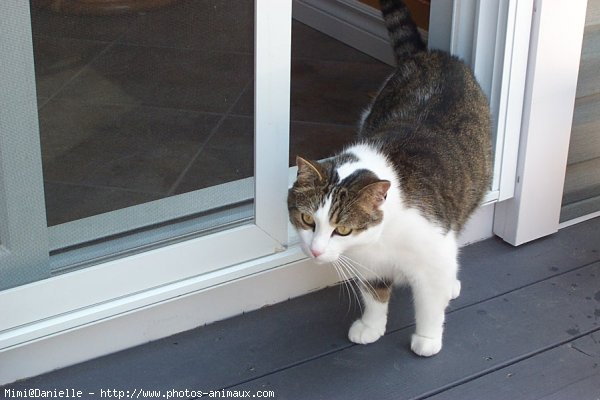 Photo de Chat domestique