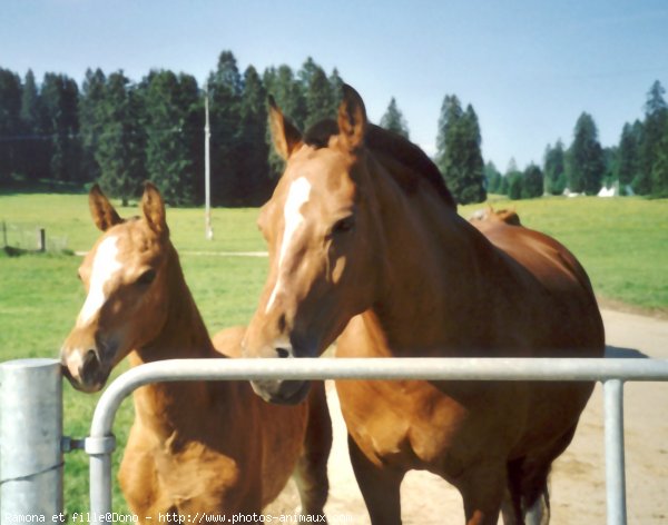 Photo de Races diffrentes