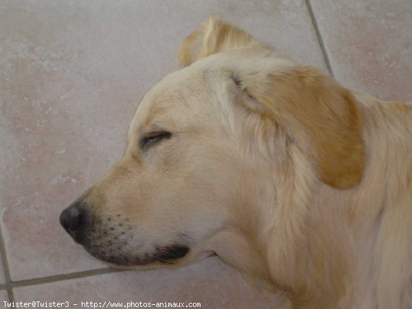 Photo de Golden retriever