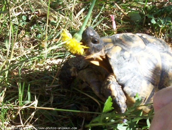 Photo de Tortue