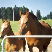 Photo de Races diffrentes