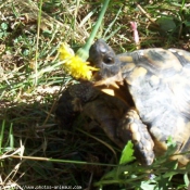 Photo de Tortue