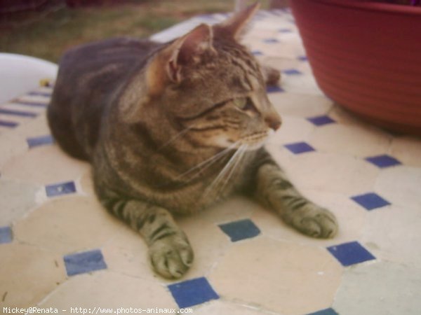 Photo de Bengal