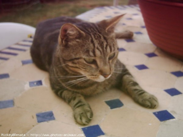 Photo de Bengal