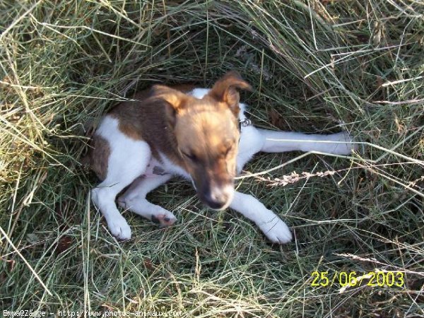 Photo de Jack russell terrier