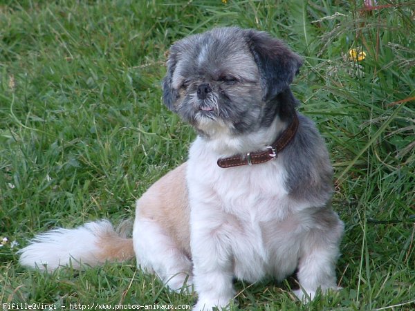 Photo de Shih tzu