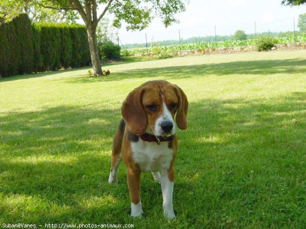 Photo de Beagle