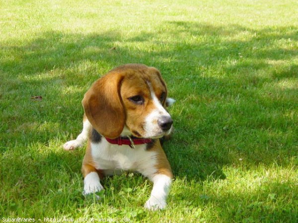 Photo de Beagle