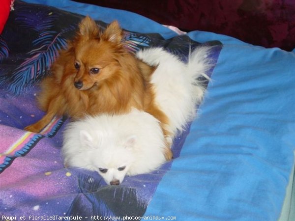 Photo de Spitz moyen