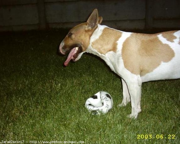 Photo de Bull terrier miniature