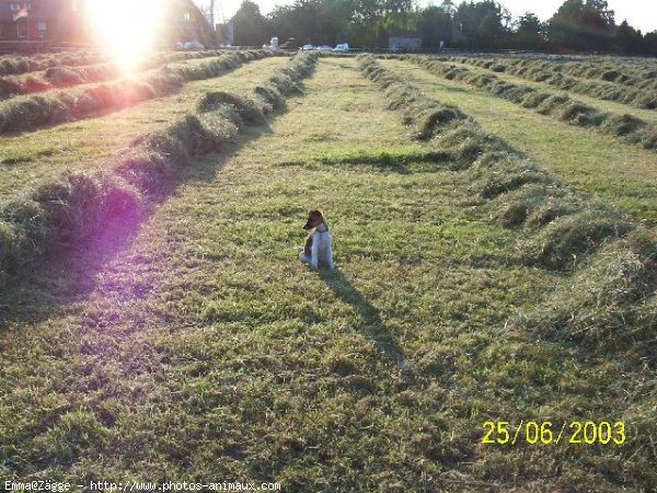 Photo de Jack russell terrier