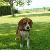 Photo de Beagle