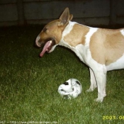 Photo de Bull terrier miniature