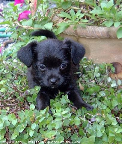 Photo de Chihuahua  poil court