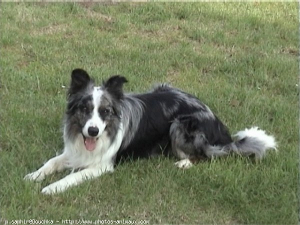 Photo de Border collie