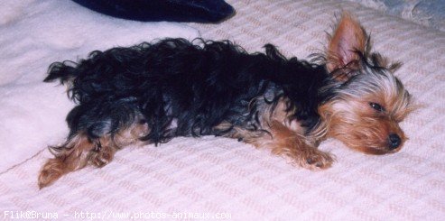 Photo de Yorkshire terrier