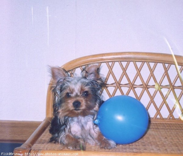 Photo de Yorkshire terrier