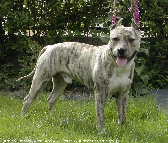 Photo d'American staffordshire terrier