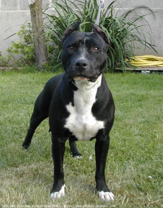 Photo d'American staffordshire terrier