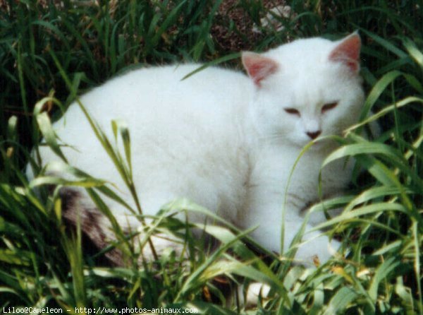 Photo de Chat domestique