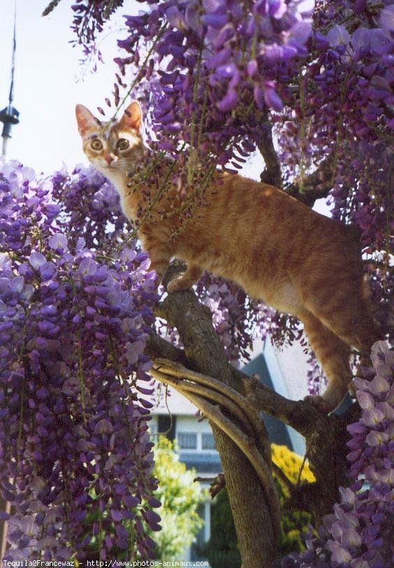 Photo de Chat domestique