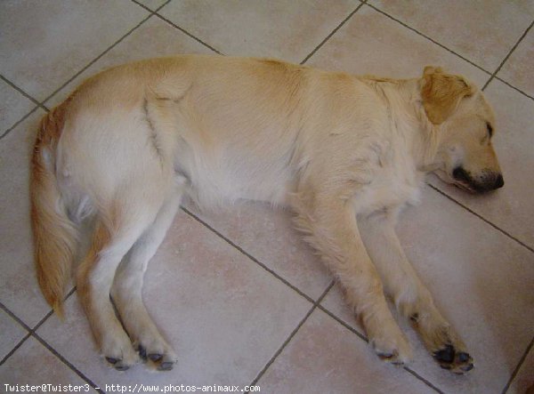 Photo de Golden retriever